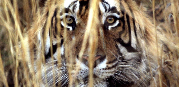 Tigre-de-bengala do Parque Nacional de Ranthambhore, em Jaipur, na Índia. Uma fêmea da mesma espécie foi morta em Tamil Nadur, após atacar várias pessoas