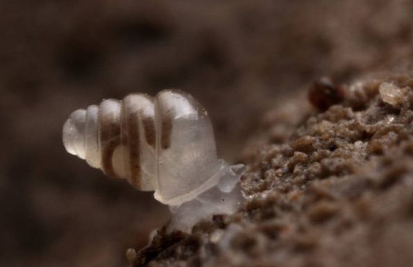 Encontrado em cavernas a 900 metros do solo, na Croácia, esse caracol (Zospeum tholussum) não tem pigmento em sua concha e nem olhos. Ele rasteja alguns milímetros por semana