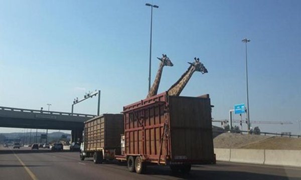 Girafas são fotografadas momentos antes do acidente