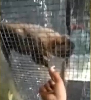 Grupo divulgou vídeo na internet; caso aconteceu em um zoológico em Foz do Iguaçu
