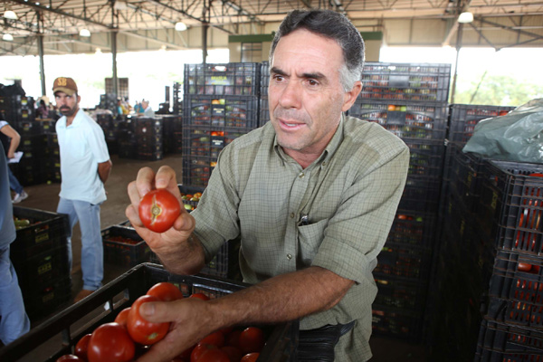 Segundo Ronaldo Antônio Pereira, tomates são prejudicados com a oscilação de temperatura (Foto: Cleiton Borges)