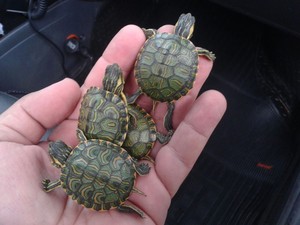 Tartarugas foram apreendidas e serão levadas ao Hospital Veterinário (Foto: Divulgação/Polícia Militar)