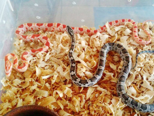 Cobras que estavam à venda foram apreendidas (Foto: Polícia Militar de Meio Ambiente/Divulgação)
