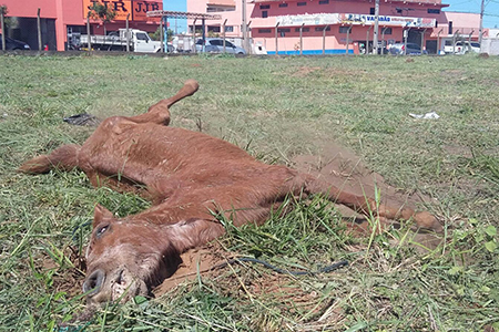 Ainda com vida, cavalo se deteriora em terreno baldio / foto: JM