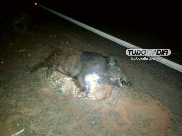 Javali cruzou a pista e foi atingido por carro