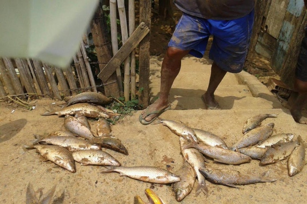 Em Governador Valadares, peixes aparecendo mortos assustam a população