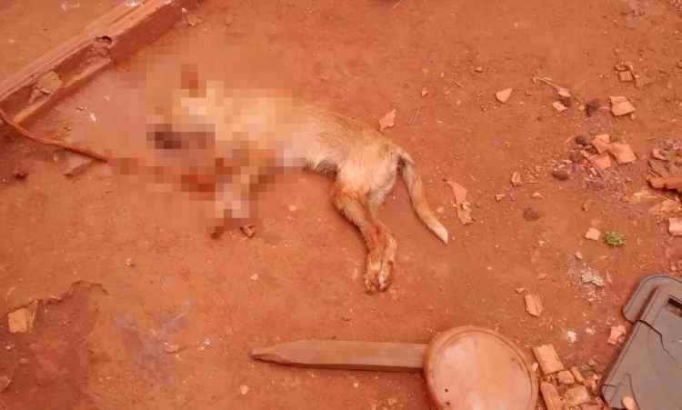 Animal foi amarrado com uma corda e aparentemente morreu enforcado (foto: Polícia Militar de Meio Ambiente/Divulgação) 