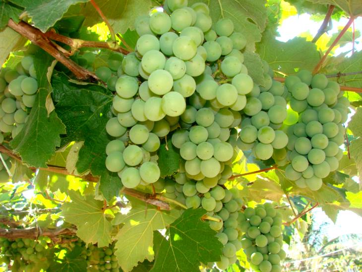 Minas Gerais potencializa produção de uvas para sucos e vinhos finos