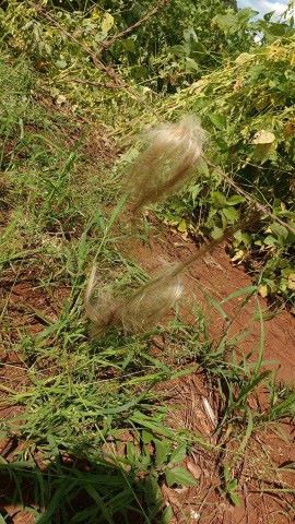 Mechas de cabelo, supostamente, da vítima ficaram presas ao arrame farpado