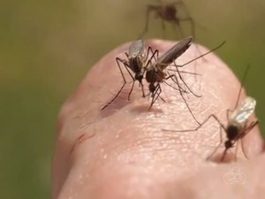 Ituiutaba notifica 300 casos suspeitos de dengue e outros 7 de zika