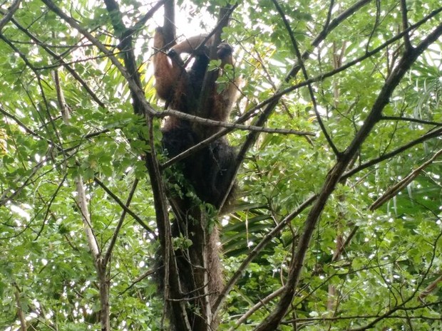 Tamanduá foi resgatado depois de mais de uma hora e meia de tentativas da polícia (Foto: Polícia Militar de Meio Ambiente/Divulgação) 