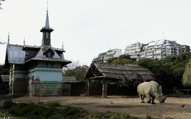 Rinoceronte pasta no zoológico de Buenos Aires, que será fechado para virar um parque ecológico