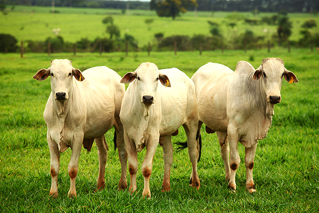 Gado da raça Nelore em Colina, SP; EUA irão permitir a entrada de carne'in natura' do Brasil / Pierre Duarte/Folhapress