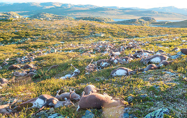 Raio mata mais de 300 renas em parque na Noruega