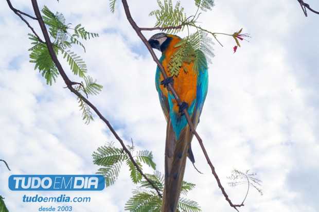 Arara Táta observou de perto a movimentação / Foto: Paulo Braga