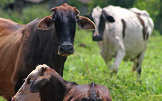 Suspeitos são presos por roubo e furto de gado no Alto Paranaíba