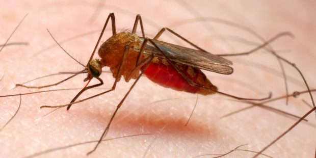 Com seis casos confirmados, Diamantina (MG) tem surto de malária