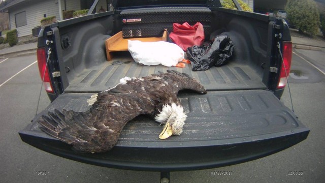 Águia-careca, protegida por lei, teve as garras cortas antes de morrer Foto: Polícia do Estado de Oregon / Divulgação 