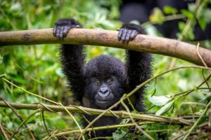 Primeiro parque nacional da África sofre com o desenvolvimento descontrolado
