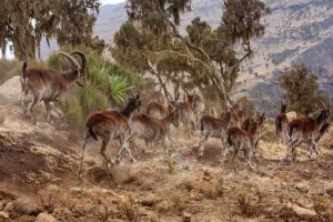 Grande acúmulo de gado prejudica a fauna e a flora locais