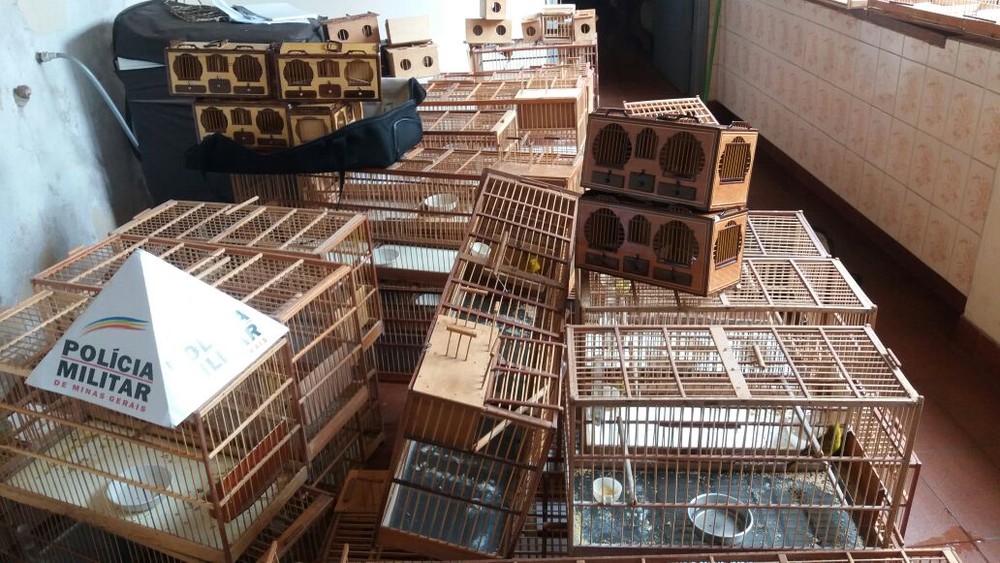 Homem é multado em mais de R$ 23 mil por prender pássaros em cativeiro em Uberlândia