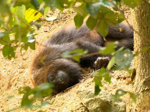 Macaco encontrado morto em Uberlândia tinha febre amarela silvestre