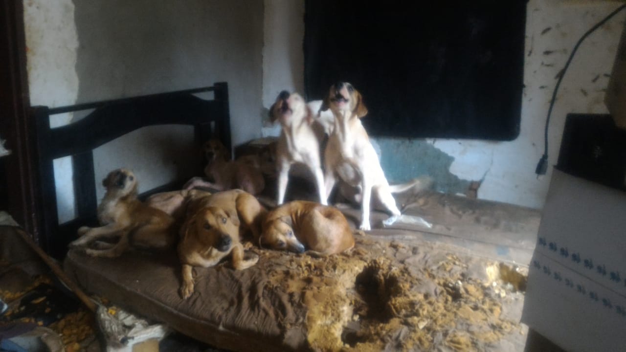 32 cães em situação de maus-tratos são resgatados em Ituiutaba