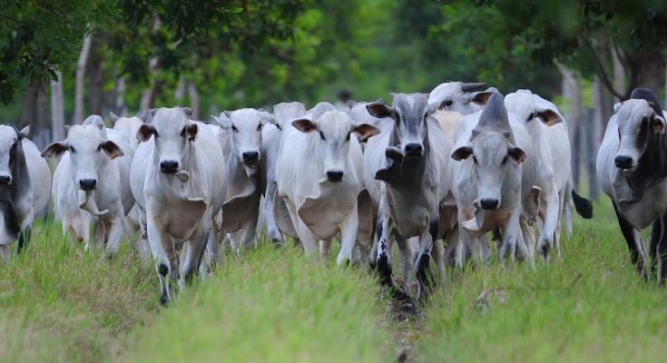 Gado nelore é furtado de fazenda em Ituiutaba; 94 animais foram levados