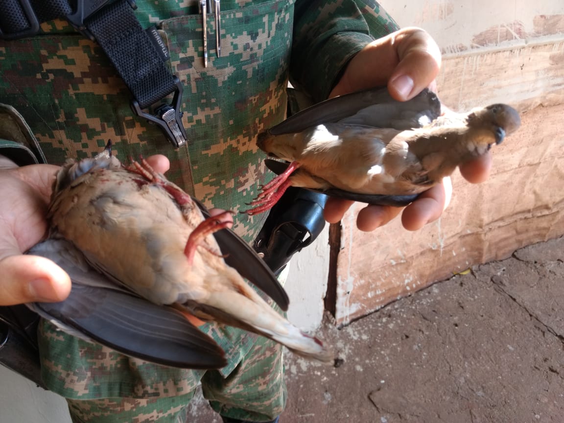Homem abate aves silvestres com arma de pressão e é preso em Ituiutaba