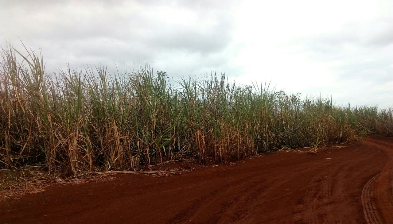 PM autua propriedade rural em Ipiaçu por plantio irregular de cana