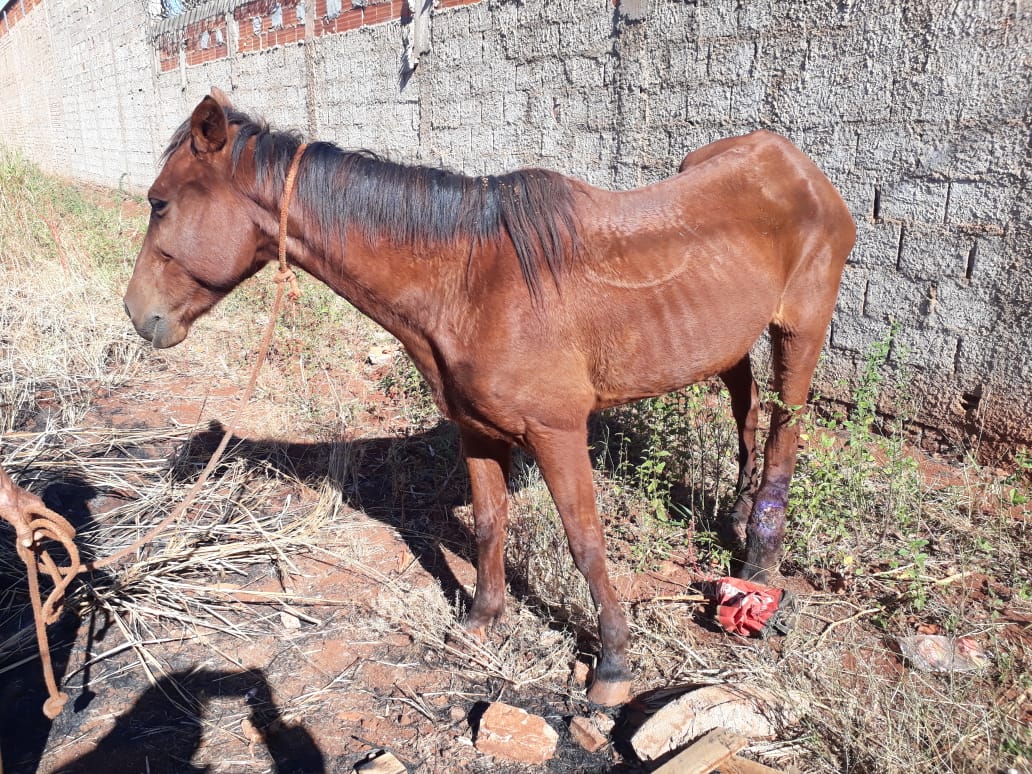 Égua ferida e submetida à trabalho excessivo é resgatada pela PM ambiental