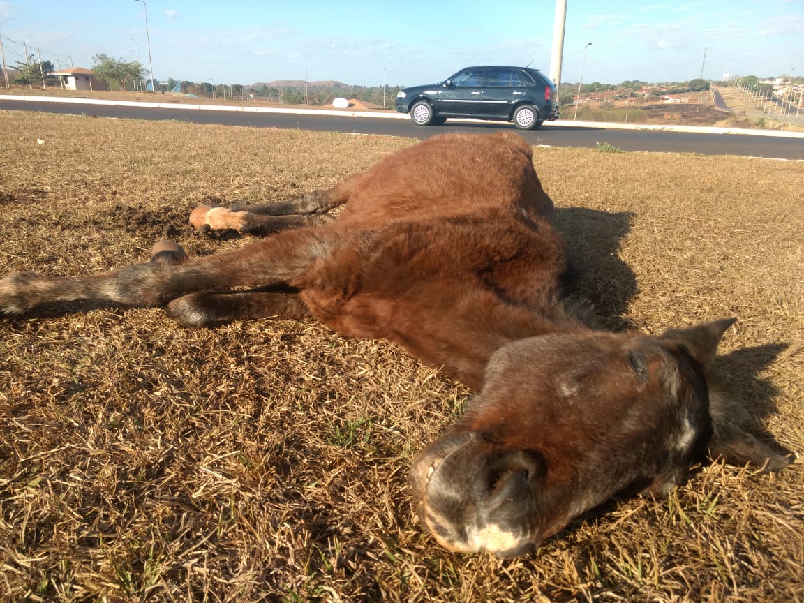 Após denúncia de maus-tratos, cavalo é encontrado com patas quebradas e  morre em MG, Grande Minas