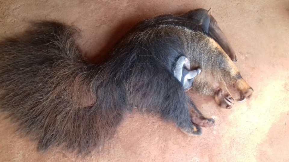 PMA resgata mãe e filhote de tamanduá atropelados