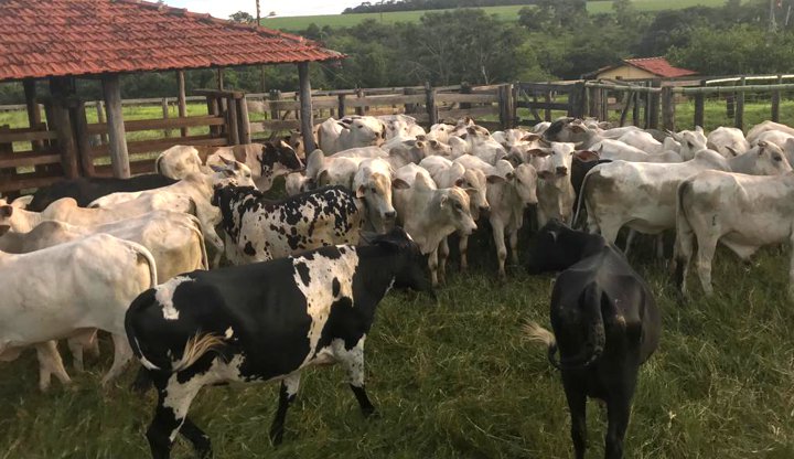 Polícia Civil de Minas Gerais prende suspeito de furto de 43 cabeças de gado Nelore em Santa Vitória (Foto: PCMG)