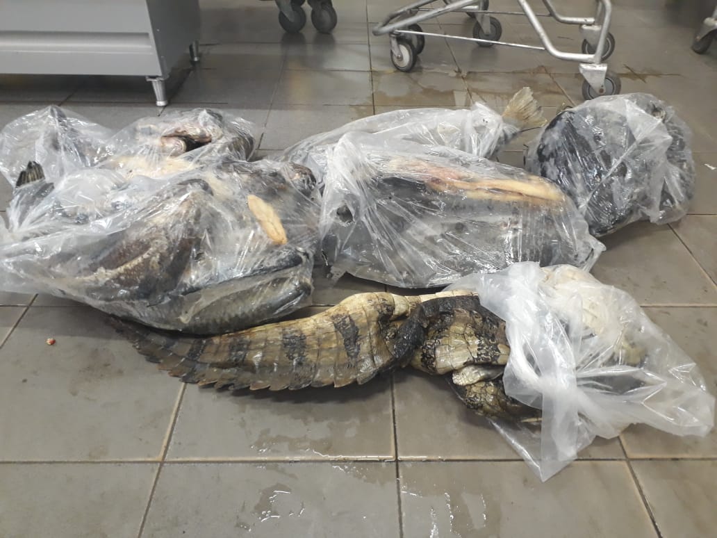 Partes do couro de uma jacaré e peixes protegidos pela piracema foram encontrados no supermercado — Foto: Polícia Militar de Meio Ambiente/Divulgação