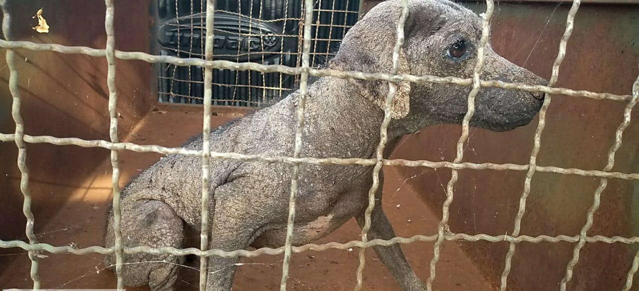 Cão está totalmente sem o pelo devido a sarna (Foto: PMA/Divulgação)