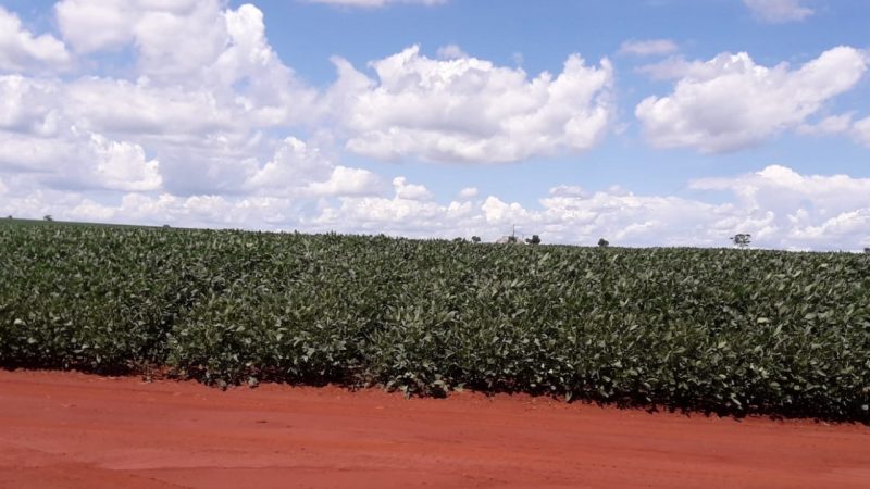 Lavoura de soja não tem a devida licença ambiental e produtor rural foi autuado pela PMA (Foto: PMA/Divulgação)