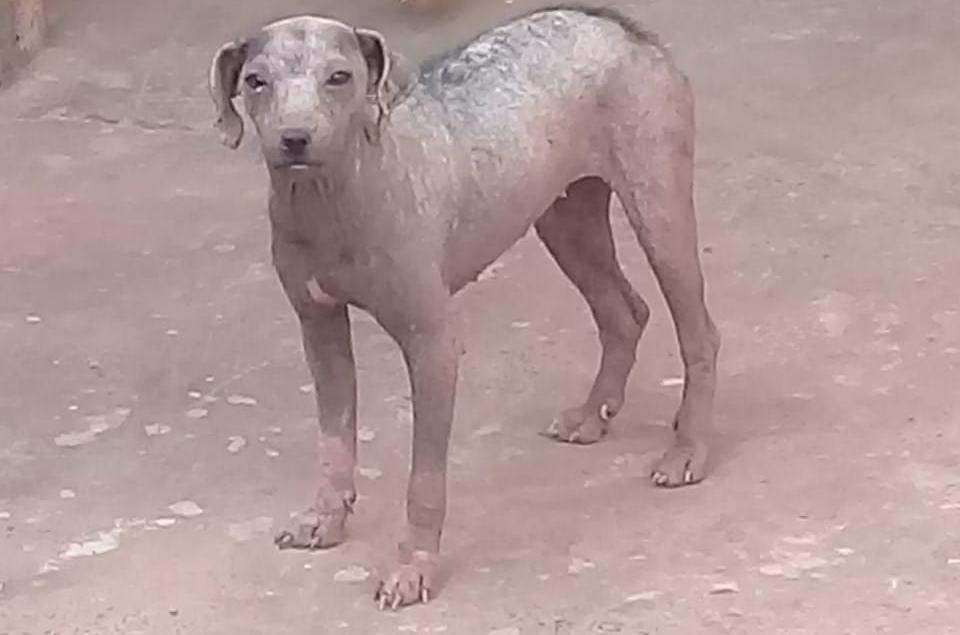 Cão está totalmente sem o pelo devido a sarna (Foto: PMA/Divulgação)