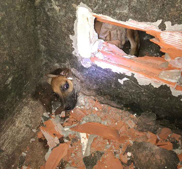 Animal ficou preso em cano de escoamento de água instalado no muro (Foto: Bombeiros/Divulgação)