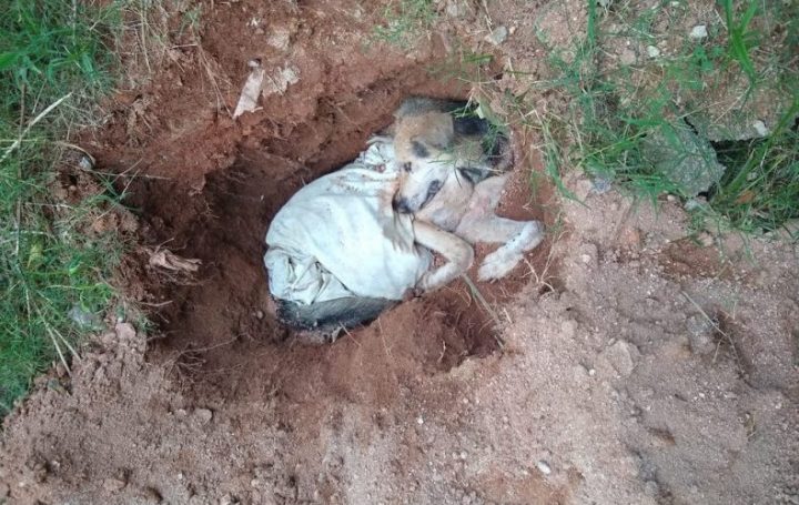 Dono quase enterra cão vivo em São Roque — Foto: Polícia Militar/Divulgação