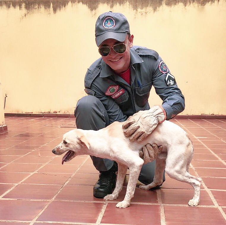 Cão tenta retirar coleira, tem pata perfurada e é resgatado pelos bombeiros em Ituiutaba