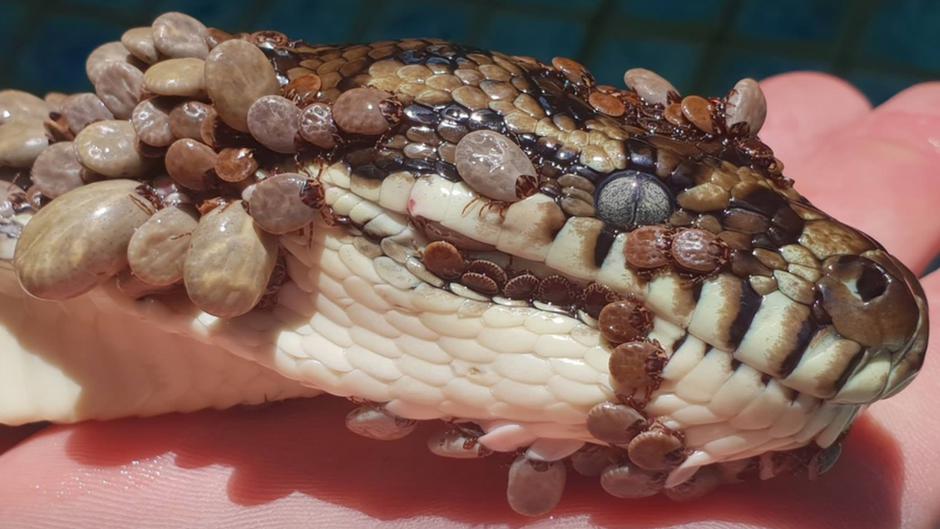 Cobra coberta por mais de 500 carrapatos resgatada na Austrália