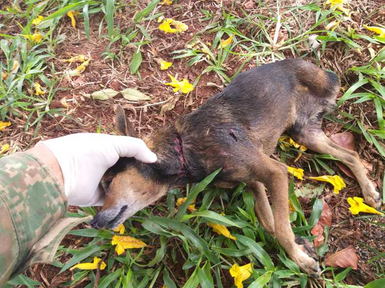 Animal foi morto, possivelmente, à facadas (Foto: PMA/Divulgação)