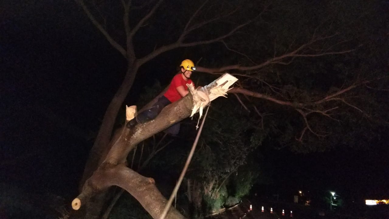 Queda da árvore interrompeu o tráfego na MGC-154, entre Capinópolis e Cachoeira Dourada (Foto: Bombeiros/Divulgação)