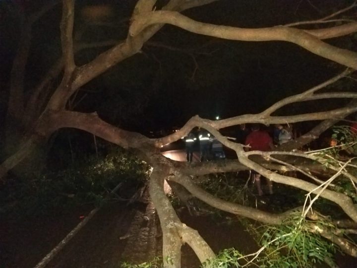 Queda da árvore interrompeu o tráfego na MGC-154, entre Capinópolis e Cachoeira Dourada (Foto: Bombeiros/Divulgação)