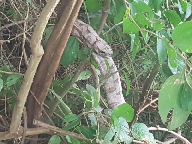  Serpente é capturada em residência em Ituiutaba