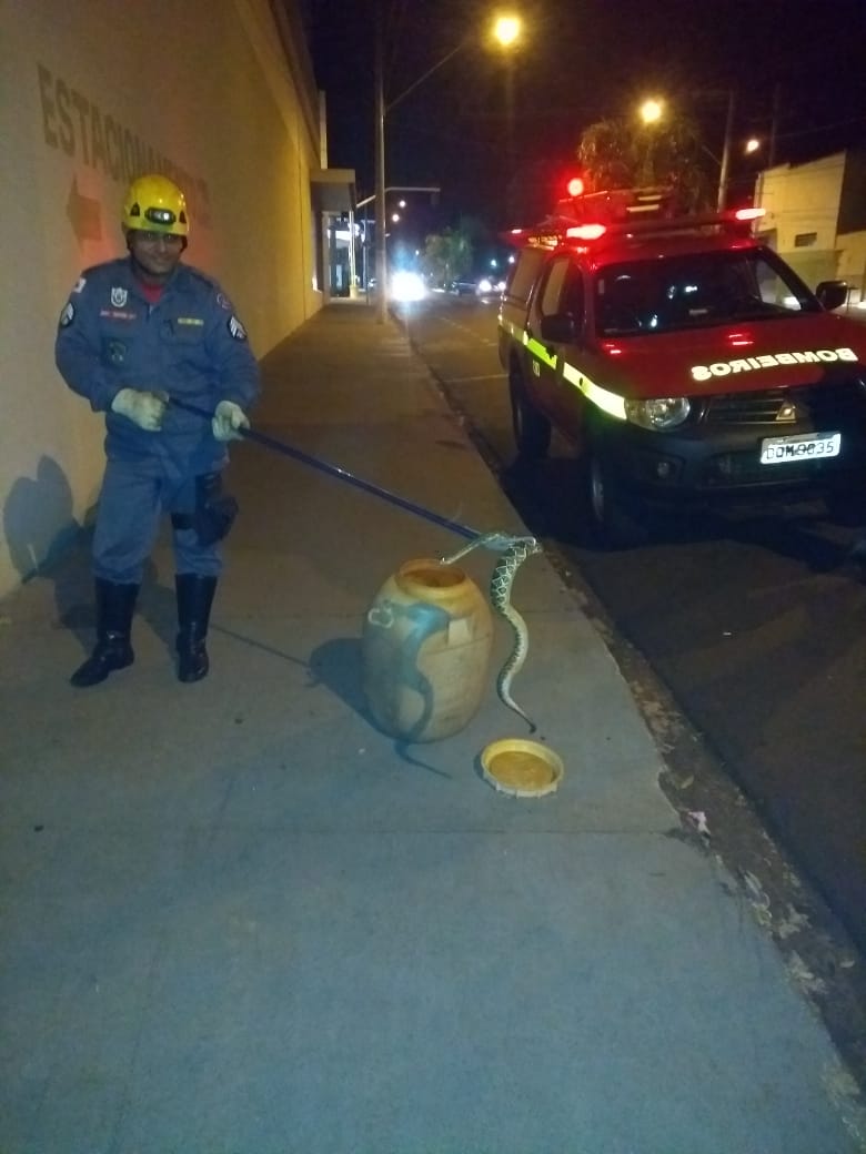 Cobra foi capturada no Centro comercial de Ituiutaba (Foto: Bombeiros/Divulgação)