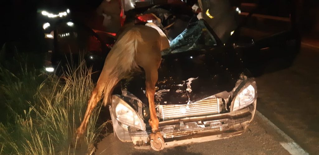 Animal na pista causou acidente (Foto: PRF/GO)