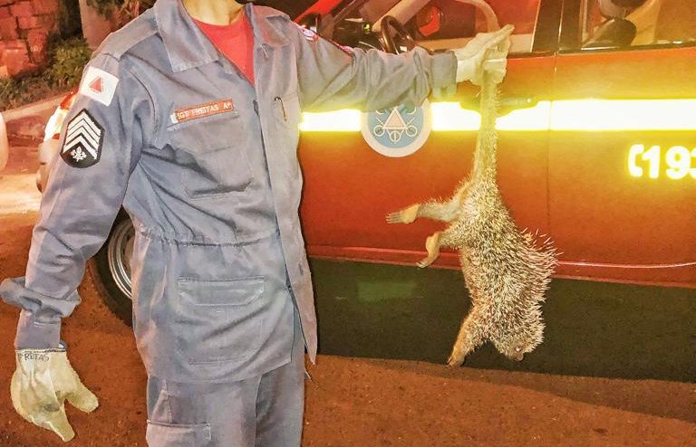 Bombeiros capturam ouriço-cacheiro no Centro de Ituiutaba