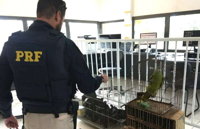 Policial faz vistoria nas aves apreendidas (Foto: PRF/Paracatu)